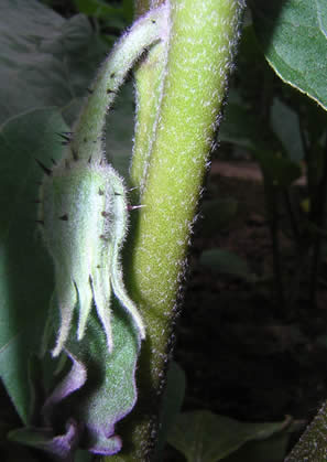 Solanum melongena.jpg
